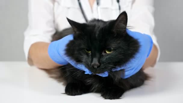 Unrecognizable veterinarian probes the neck and head of a black cat — Stock Video