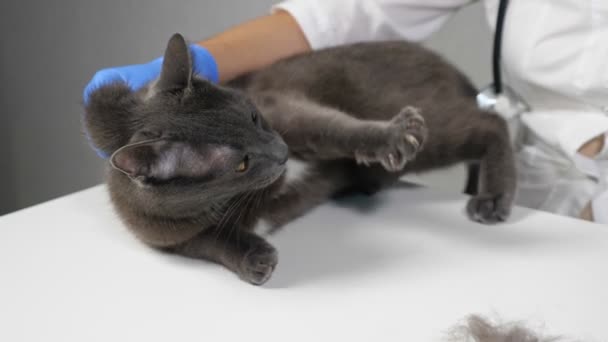 Veterinarian in gloves combing an aggressive gray cat with a brush — Stock Video
