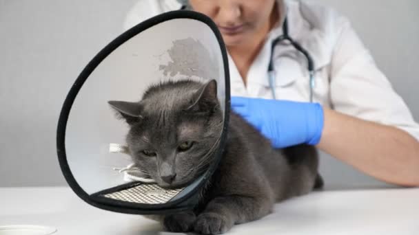 Veterinário examina as costas de um gato cinza deitado em um colarinho protetor — Vídeo de Stock