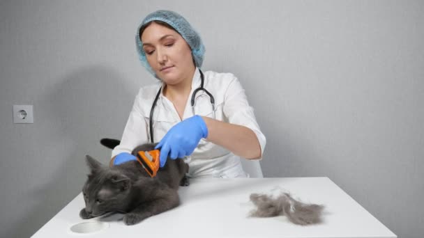 Kadın veteriner fırçayla gri bir kediyi tarıyor. — Stok video