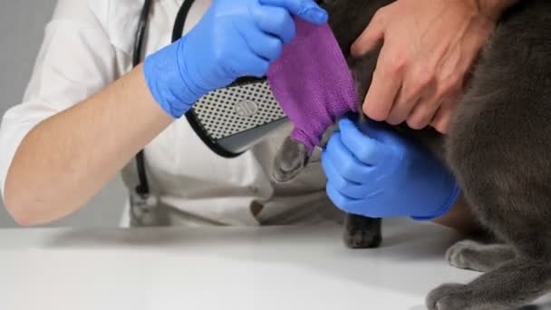 Gros plan sur le bandage de la patte d'un chat gris dans un collier de protection dans une clinique vétérinaire — Video