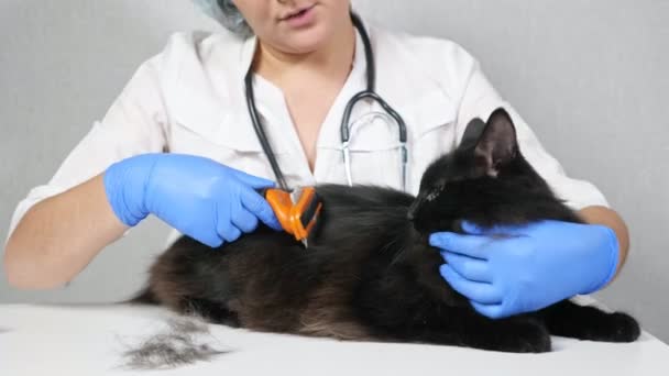 Veteriner bir fırçayla sakin bir siyah kediyi tarıyor, yakın plan. — Stok video