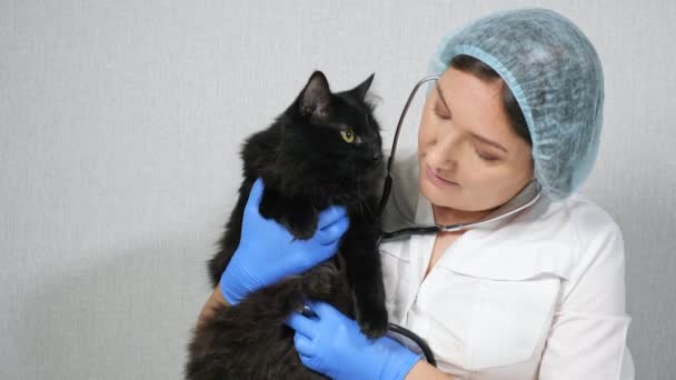 Veteriner kadın, güzel bir kara kediyi fonendoskopla dinliyor. — Stok video