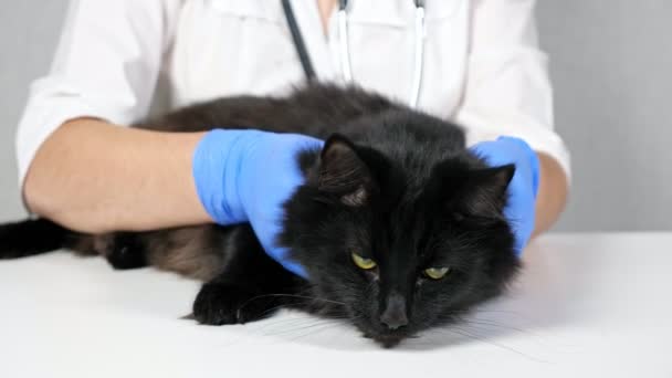 Неузнаваемый ветеринар зондирует шею и голову черной кошки, замедленная съемка — стоковое видео