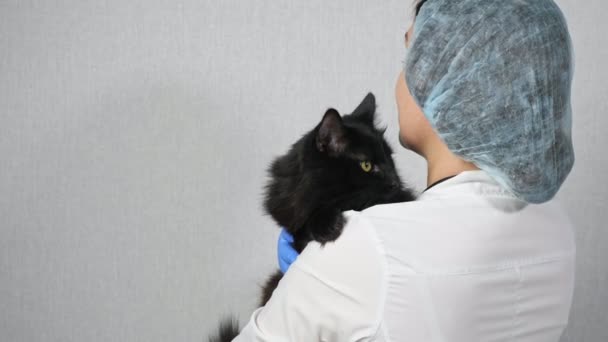 Žena veterinární lékař drží krásné černé kočky, zpomalený pohyb — Stock video