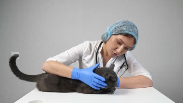 Genç doktor, güzel gri bir kediyi muayene ediyor. — Stok video