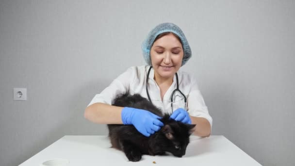 Γυναίκα κτηνίατρος εξετάζει τη γούνα μιας μαύρης γάτας, αποσπά την προσοχή του με ξηρή τροφή — Αρχείο Βίντεο