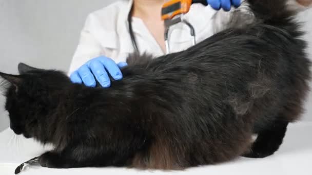 Unerkennbare Tierärztin bürstet eine junge schwarze langhaarige Katze — Stockvideo