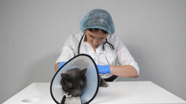 Κτηνίατρος εξετάζει προσεκτικά τη γούνα και το δέρμα μιας γκρίζας γάτας που βρίσκεται σε ένα προστατευτικό κολάρο — Αρχείο Βίντεο