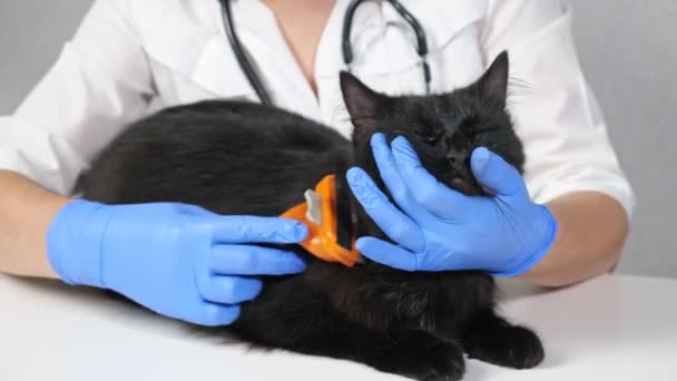 Vétérinaire méconnaissable peigner un chat noir avec une brosse, gros plan — Video