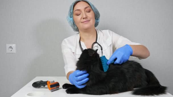 Жінка ветеринарна чистка чорного довгошерстого кота на столі — стокове відео