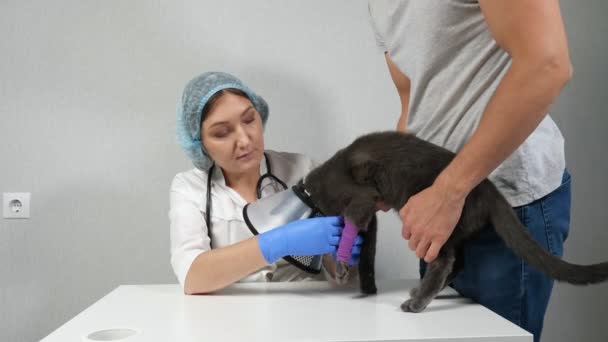 Женщина ветеринар с помощью мужчин владелец бинтов лапы серого кота — стоковое видео
