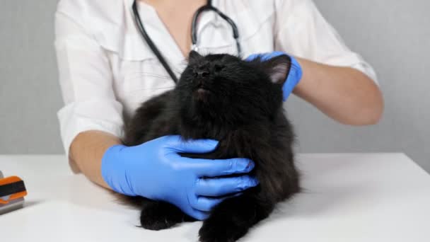 Tanımlanamayan bir veteriner kadın güzel siyah, uzun saçlı bir kediyi fırçalıyor. — Stok video
