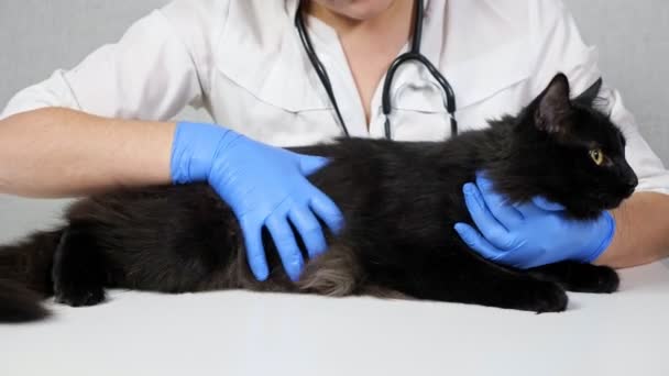 Tierärztin tastet eine schöne schwarze Katze auf einem Tisch ab — Stockvideo