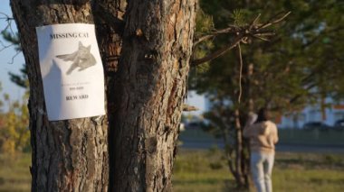 Park 'taki ağaçta asılı resimli kayıp kedi posteri