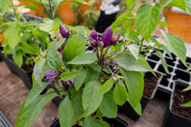 yeşil bitki yetiştirme organik sebzeler taze