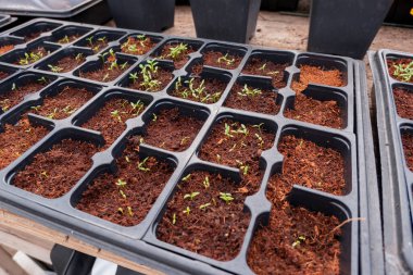 yeşil bitki yetiştirme organik sebzeler taze