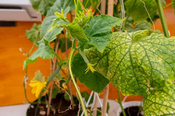 Green Cucumber Growing Garden Organic Vegetables Fresh — Stock Photo, Image