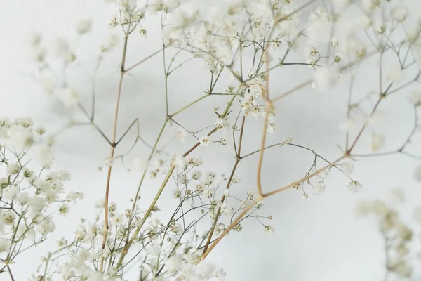 beyaz arkaplanda smal beyaz çiçekler bahar ışığı doğa