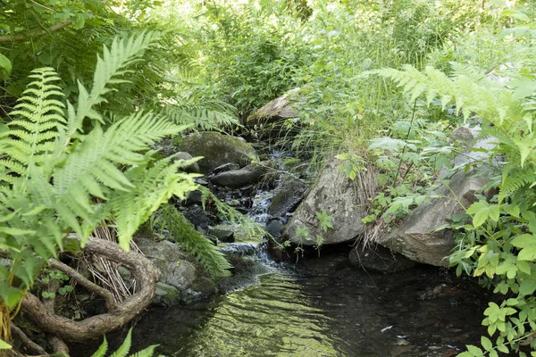 Beautiful Creek Rich Green Flora Forest — Stock Photo, Image
