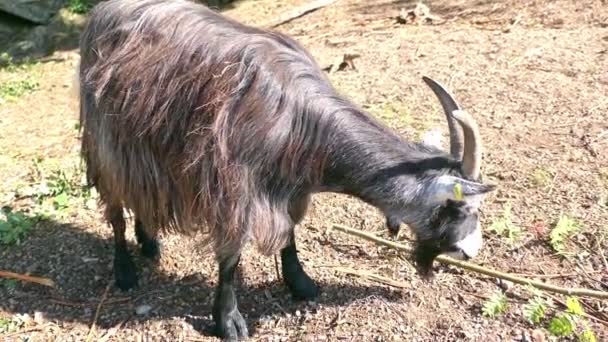 Cabra Fazenda Animais Selvagens — Vídeo de Stock