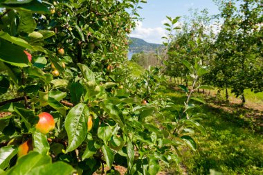 tarım elması çiftliği meyve ağacı yetiştiriciliği