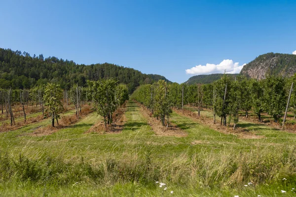 Agricultura Árvores Verdes Jardim Natureza Fazenda Plantação — Fotografia de Stock