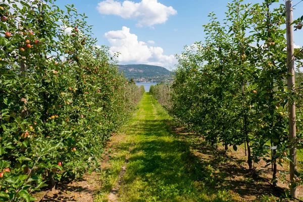 Agricultura Macieiras Fazenda Frutas Árvore Agricultura — Fotografia de Stock