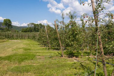 tarım elması çiftliği meyve ağacı yetiştiriciliği