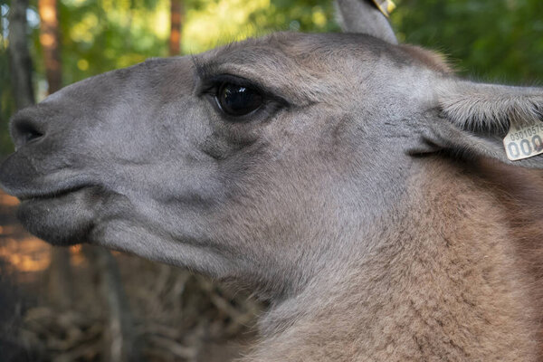 lama animal outside llama wildlife farm pets