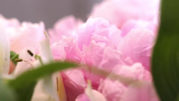 Roze Bloemen Bloesem Close Natuur Plant Bloemisten — Stockvideo