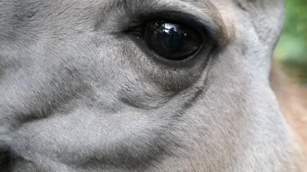 Oko Lamma Zwierzę Park Dzika Przyroda Ssak — Wideo stockowe