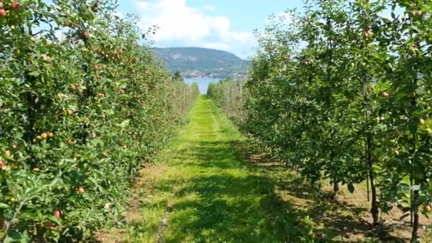 Agricultura Manzanos Jardín Fruta Orgánica — Vídeos de Stock