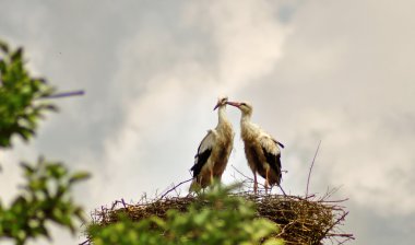 stork couple in nest clipart