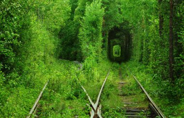 Demiryolu divarication ormanda