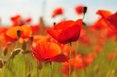 parlak kırmızı gelincik