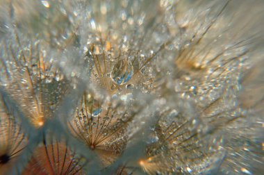 Çiy damlaları karahindiba üzerine düşer