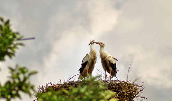 stork couple in nest