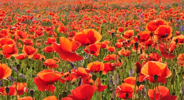 Campo de flores com papoilas — Fotografia de Stock