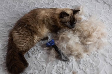 Kediler için yün tarama işlemi Furminator deshedding aracı.