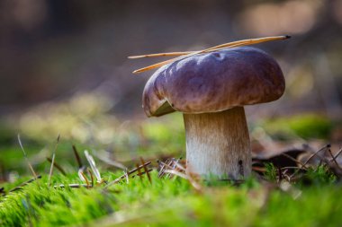 Çam ormanındaki Boletus. Yosun. Mantar yürüyüşü