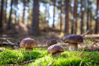 Çam ormanındaki Boletus. Yosun. Mantar yürüyüşü