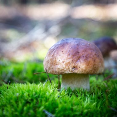 Çam ormanındaki Boletus. Yosun. Mantar yürüyüşü