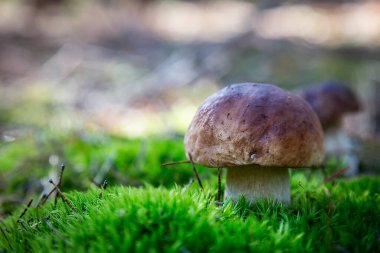 Çam ormanındaki Boletus. Yosun. Mantar yürüyüşü