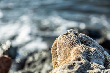 Sahilde ölü bir mercan. Fırlatılmış mercan. Deniz Mücevheri