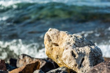 Sahilde ölü bir mercan. Fırlatılmış mercan. Deniz Mücevheri
