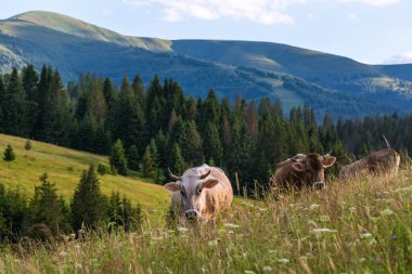Bir inek dağda ot yiyor.