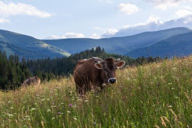 Bir inek dağda ot yiyor.