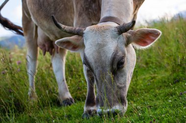Bir inek dağda ot yiyor.