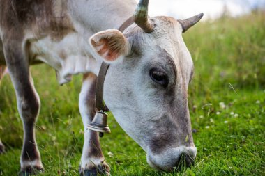 Bir inek dağda ot yiyor.